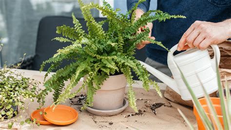 holly fern moisture meter|watering ferns best practices.